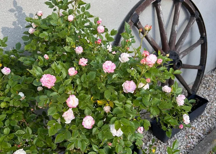 Апартаменты Ranch