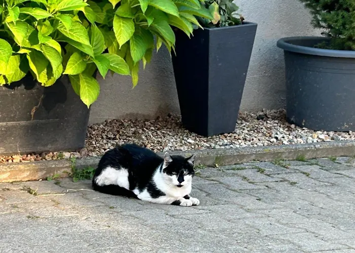 Апартаменты Ranch *